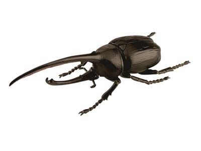 Black Rhino Beetle