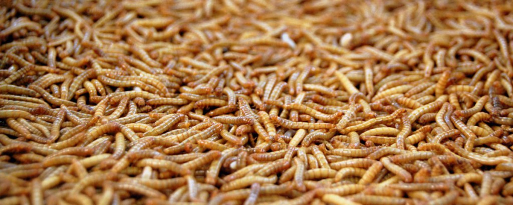 Larvae