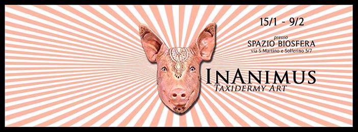 Inanimus-pig