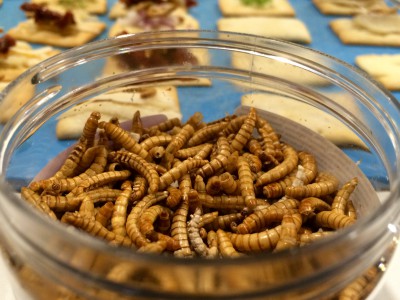 Mealworms