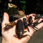 edible insects
