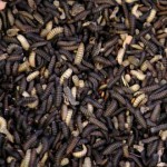 Rearing edible insects