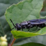 Black-Sodier-Fly