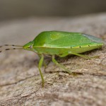 Green_Stink_Bug_Jumiles