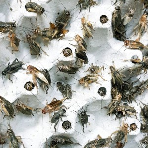 Insektarij crickets