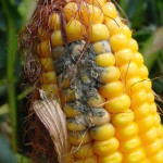 Mycotoxin