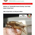 Webinar Italian Cricket Farm