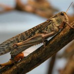 Locusta Migratoria